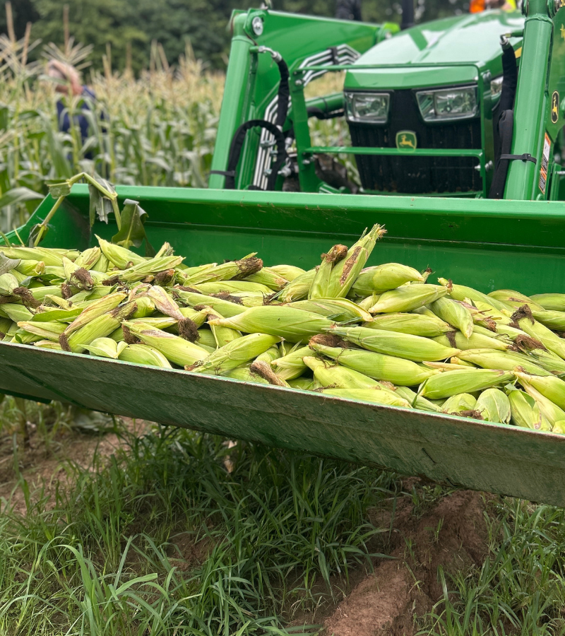 tractor bucket filled with sweet corn