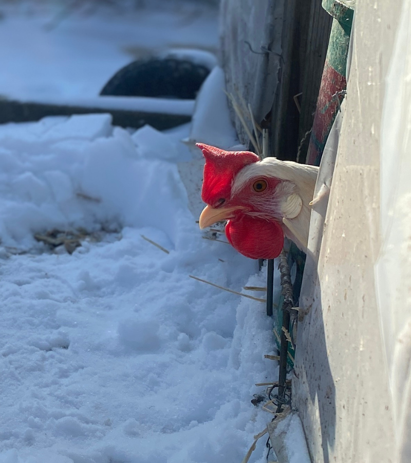 Chicken sticking its head out of the coop with snow on the ground