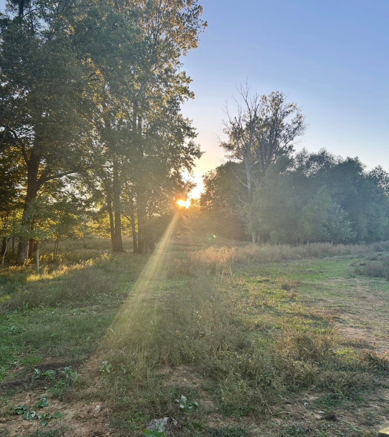 sun shining over a field